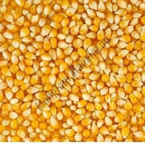 yellow maize seeds