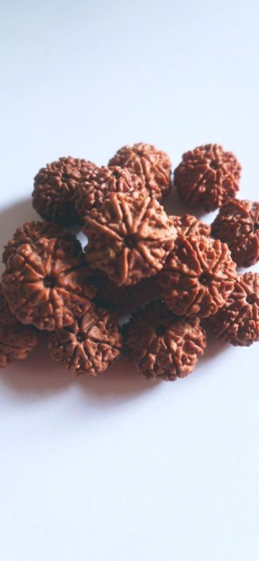 7 Mukhi Rudraksha