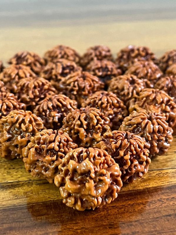 Nirmukhi Rudraksha