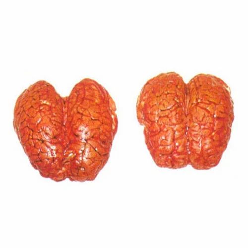 Offals Buffalo Brain Meat, Packaging Type : Plastic Packet