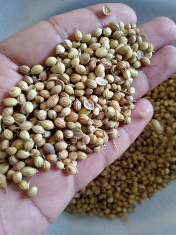 Dried Brown Eagle Coriander Seeds