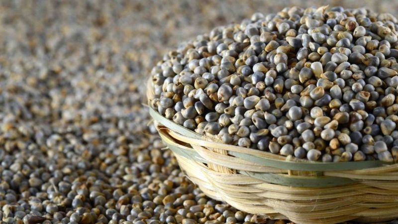 Organic Bajra Grain, for Cooking, Packaging Size : 30 Kg