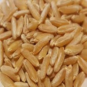 Organic Hybrid Wheat Seeds, Style : Dried