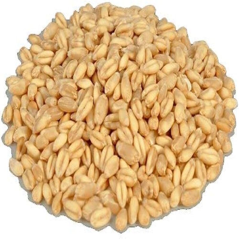 Organic Raw Wheat Seeds, Style : Dried