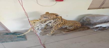 Fiberglass Leopard Statue, Packaging Type : Carton Box