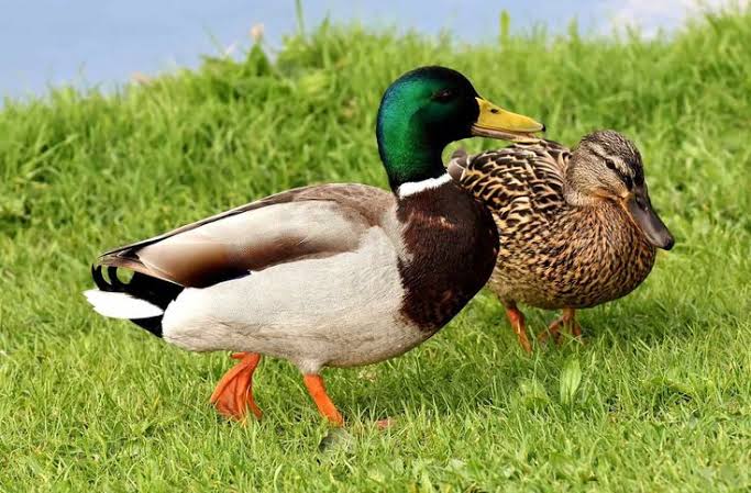 Duck farming service, for Humidity power, Gender : Male female