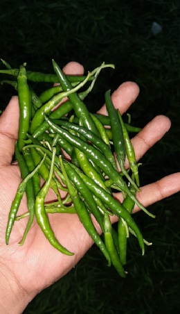 Green chilli, Packaging Size : 2 Kg