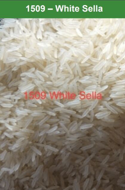 1509 White Sella Rice