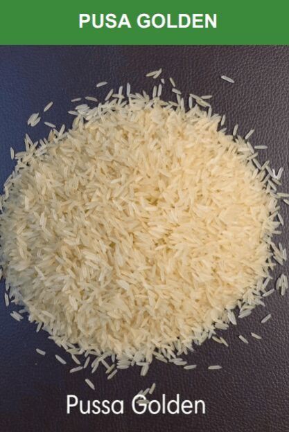 Pusa Golden Rice