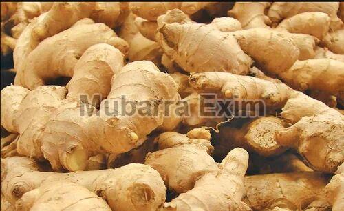 Whole Fresh Ginger, for Cooking, Packaging Type : Jute Bag