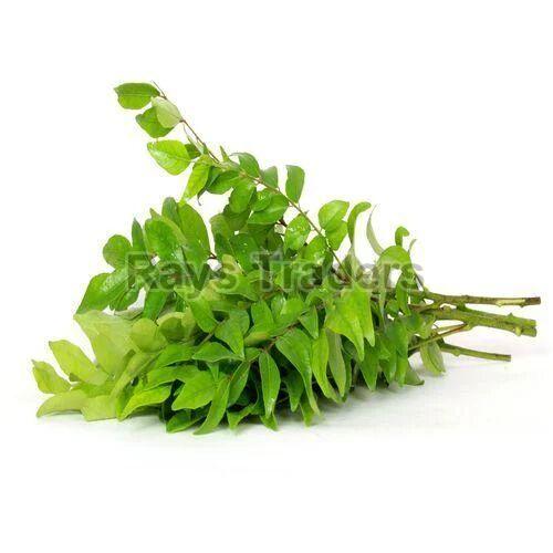 Green Leaves Natural Fresh Curry Leaf, for Cooking, Grade Standard : Food Grade