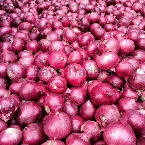 Natural Red Onion, for Food, Shelf Life : 7-15days