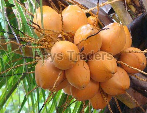 Natural Red Tender Coconut, for Medicines, Packaging Type : Gunny Bags