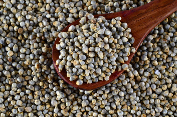 Bajra, for Cattle Feed, Feature : Non Harmful, Natural Taste