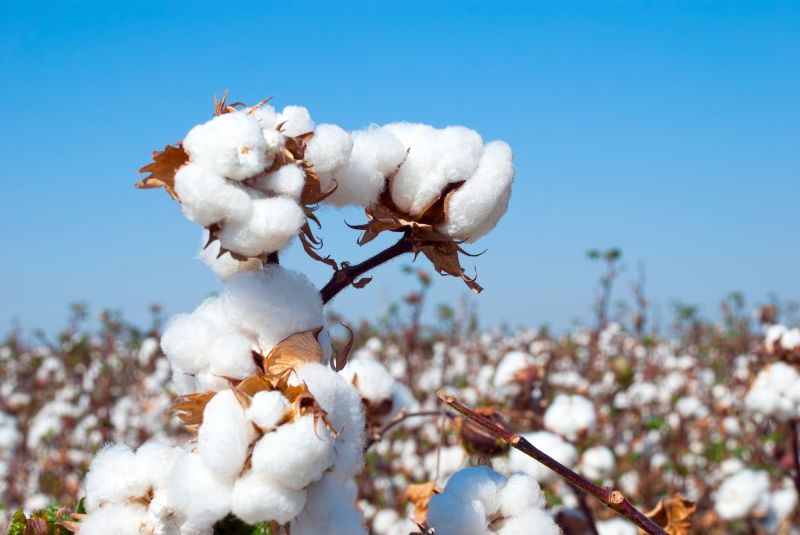 White Plain Cotton, for Textile Industry