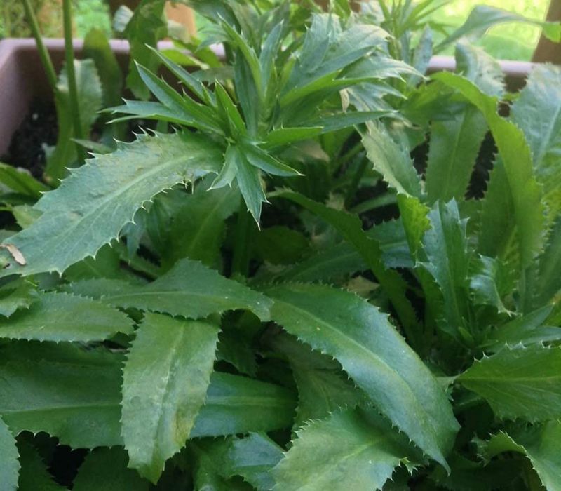 Eryngium Foetidum - African Malli Medicinal  Plant,