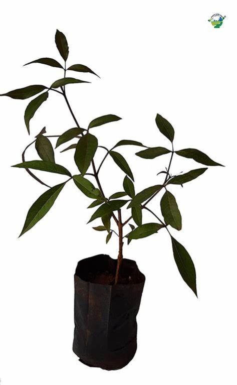 Green Vitex Negundo / Kali Nirgudi, Grade Standard: Medicine Grade, Packaging Size: Bag ₹ 400 / Kg