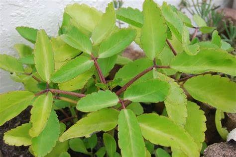 Patharchatta Plant / Medicinal