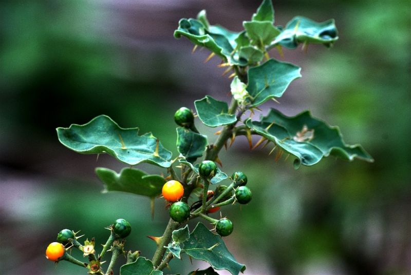 Safed Kateli Medicinal Plant