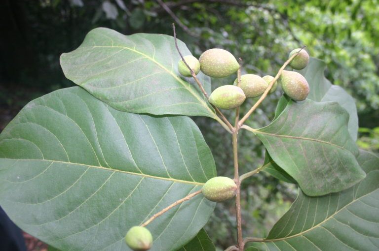 Terminalia Chebula MEDICINAL PLANTS