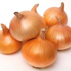 Natural Fresh Yellow Onion, Shelf Life : 10-12 Days
