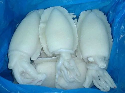 White Frozen Cuttlefish, for Cooking, Freezing Process : Cold Storage