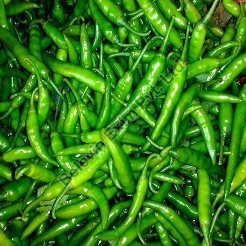 Fresh Green Chilli, for Cooking, Packaging Type : Carton Box