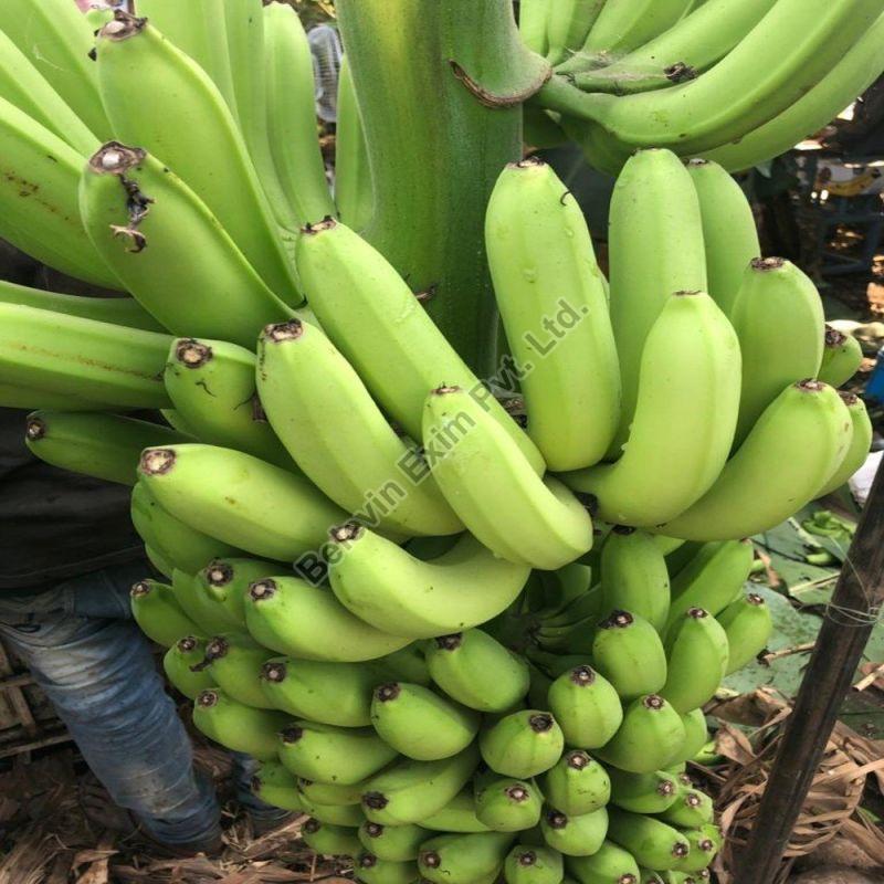 Whole Natural Green Banana, for Cooking, Packaging Type : Carton Box