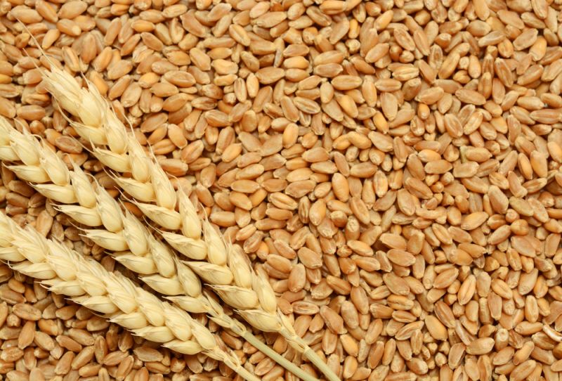 GOLDEN wheat, for Roti, Khakhara, Chapati, Packaging Type : PP bag