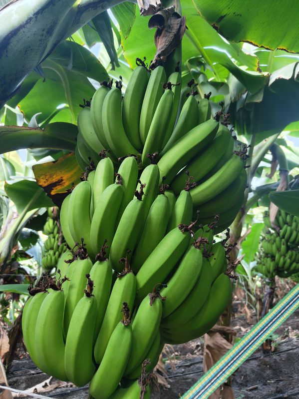 G9 CAVENDISH INDIAN BANANA