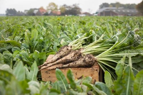 DRJ Hand Cut Chicory Roots, Feature : Gluten Free