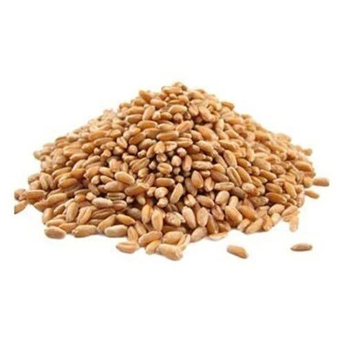 Brown Natural Sharbati Wheat, for Cooking, Style : Dried