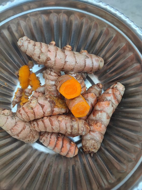 Unpolished Natural Raw Turmeric, For Cosmetics, Food Medicine, Specialities : Fresh, Hygenic, Pure