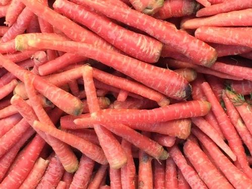 Red Whole Fresh Carrot, for Cooking, Shelf Life : 10 Days