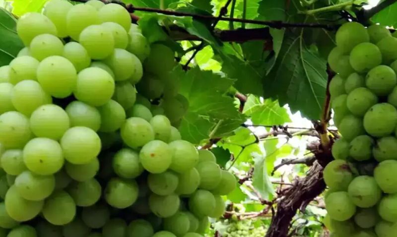 Organic Fresh Green Grapes, for Human Consumption, Packaging Type : Paper Box