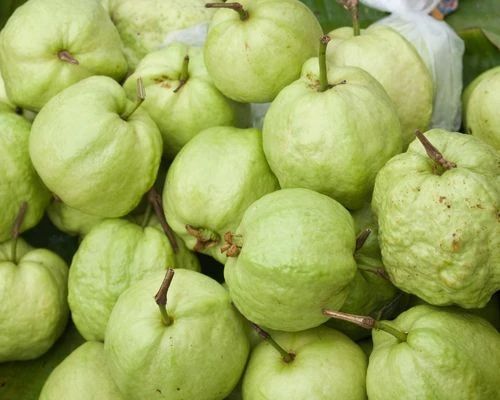 Green Round Organic Fresh Guava, for Human Consumption, Packaging Type : Paper Box