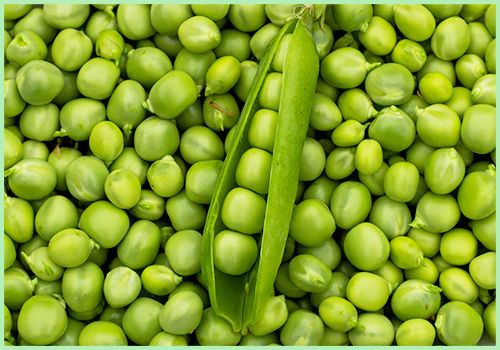 Green Whole Fresh Peas, For Cooking, Shelf Life : 10 Days