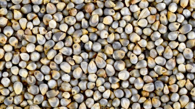 Organic Pearl Millets, for Cooking, Feature : Gluten Free