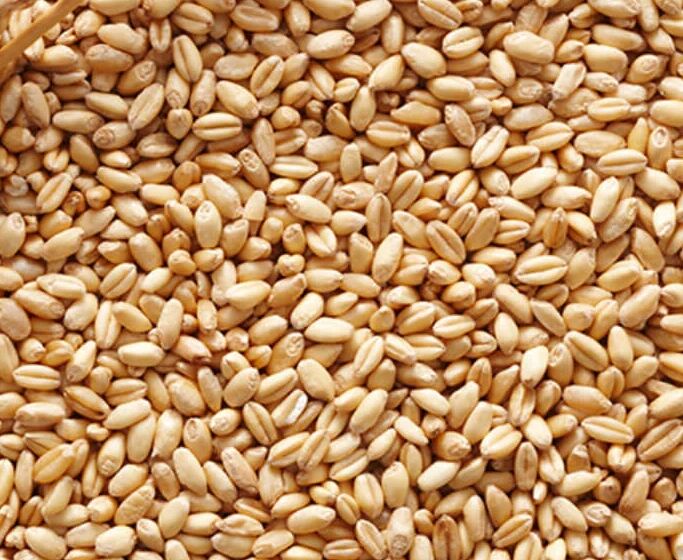 Creamy Organic Wheat Grains, for Making Bread, Cooking, Cookies, Feature : Gluten Free