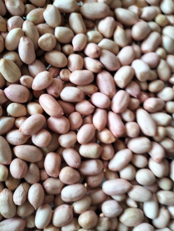 Groundnut Seed