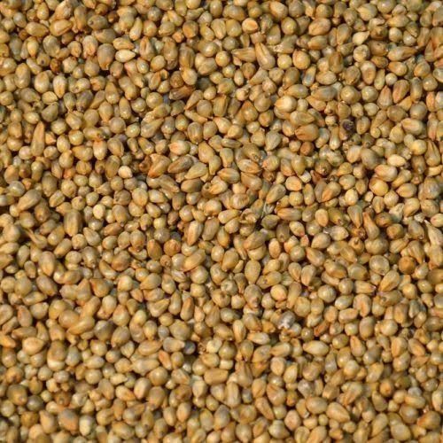 bajra seeds