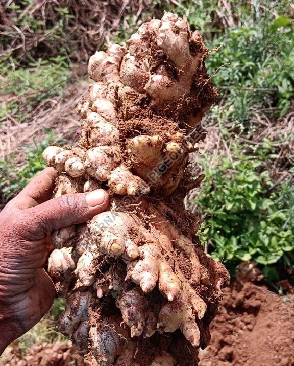 Brown fresh ginger, Packaging Type : Gunny Bag