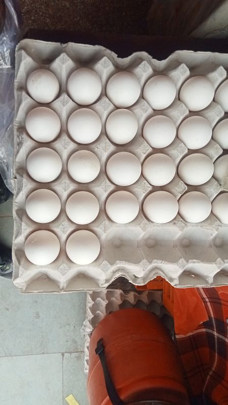 Farm Fresh Chicken Eggs, for Bakery, Cooking, Packaging Type : Poultry Trays