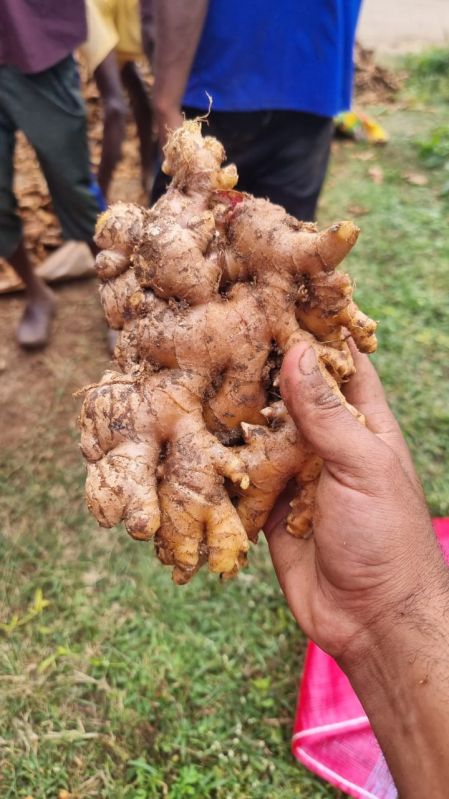 Yellow Organic Ginger, Shelf Life : 1year