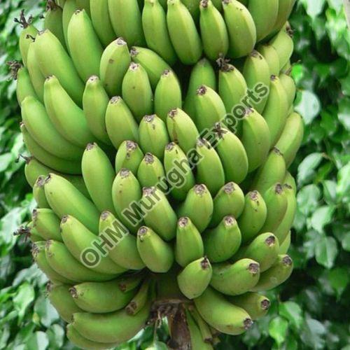 Fresh Green Banana