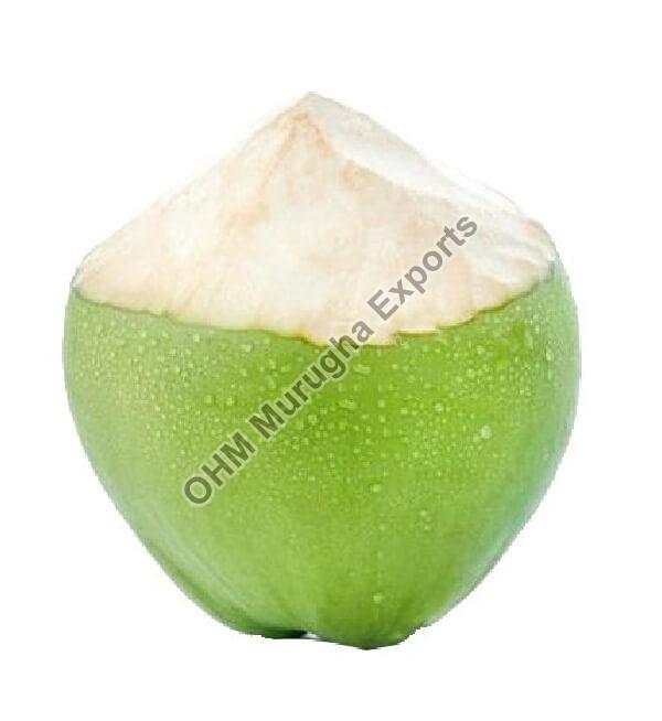 Green Hard Organic Tender Coconut, Shelf Life : 15 Days