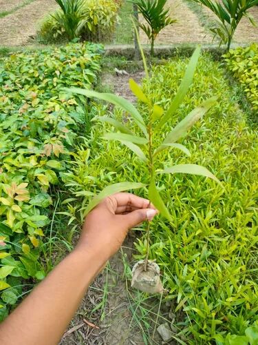 Green Acacia Plant