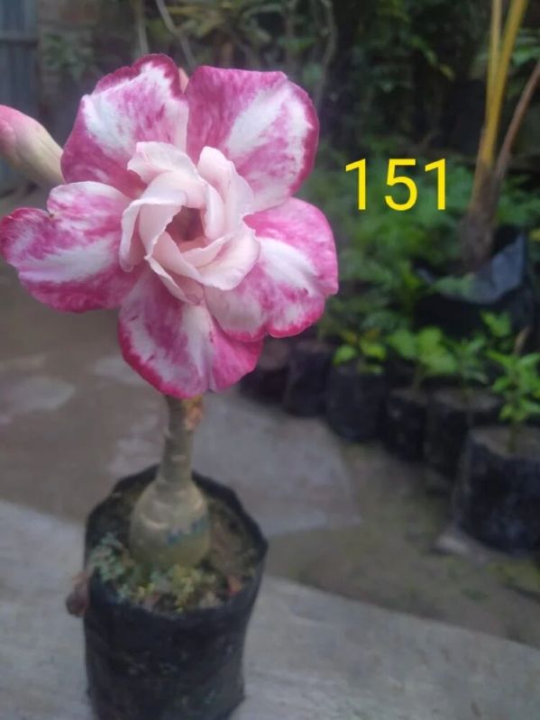 Adenium Plant, for Decorating Flower, Color : Pink