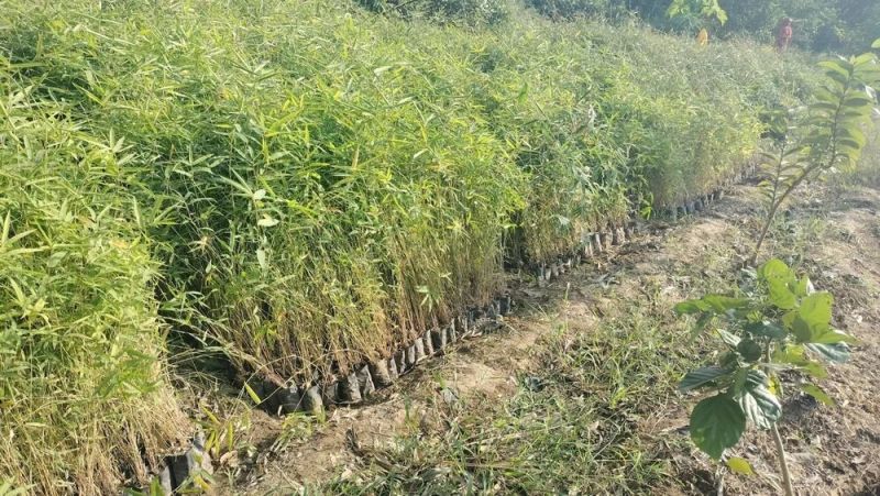 Green Natural Bamboo Plant, Length : 0-10ft