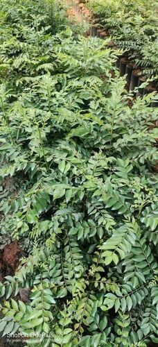 Green Kadi Patta Plant